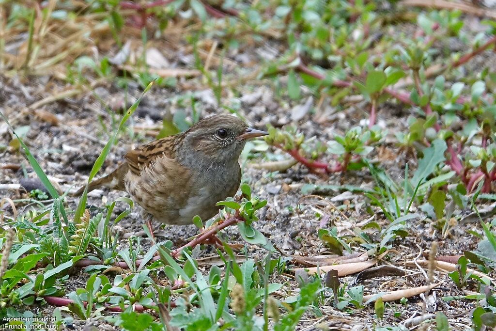 Dunnock