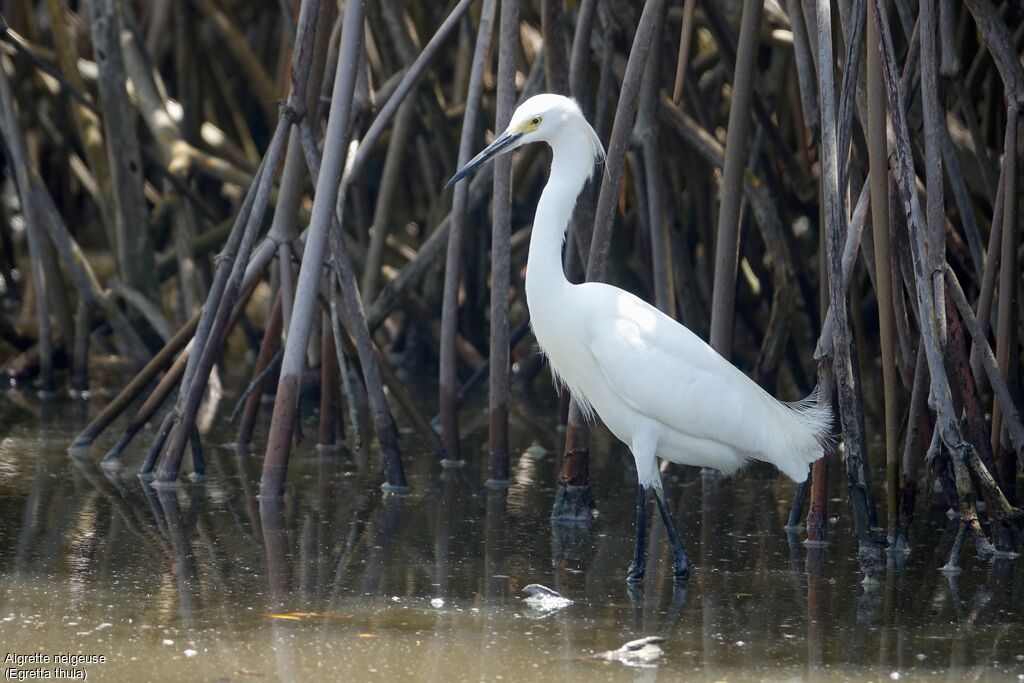 Aigrette neigeuse
