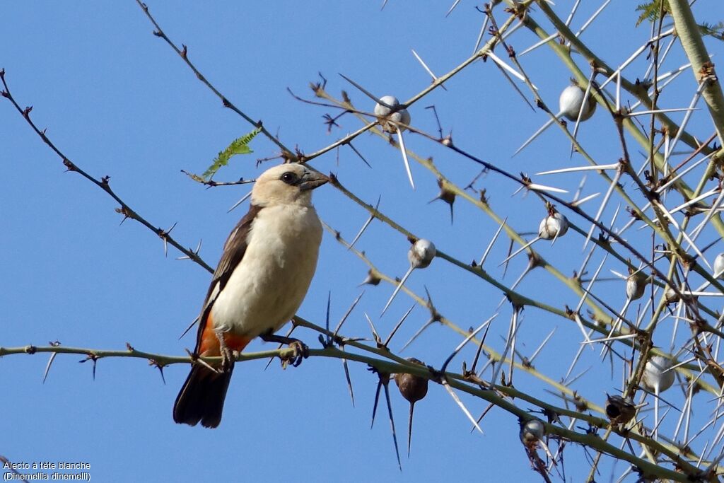 White-headed Buffalo Weaver