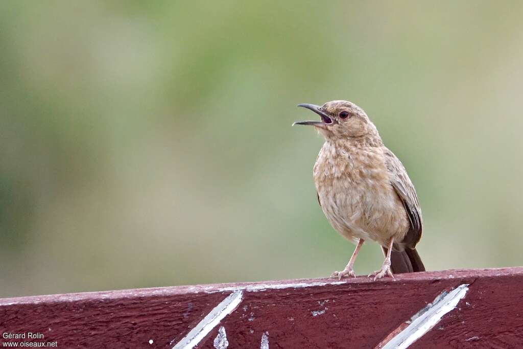Pink-breasted Larkadult, song
