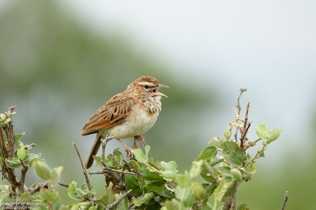 Fawn-colored Lark (alopex)adult, habitat, pigmentation, song