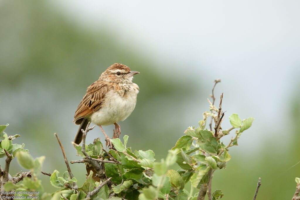Fawn-colored Lark (alopex)