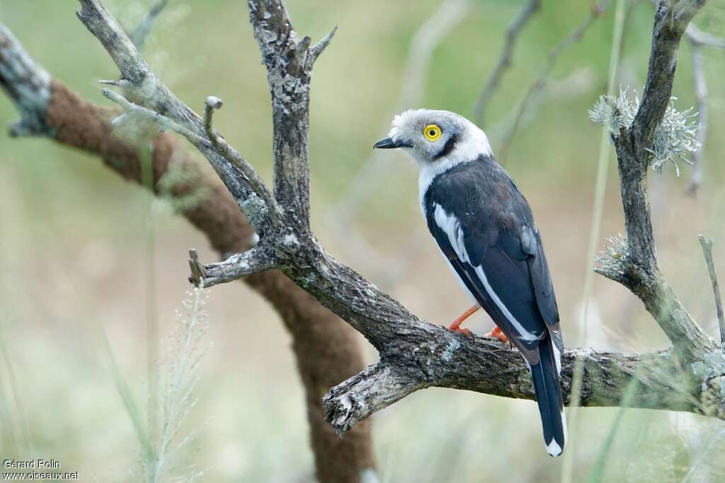 Bagadais casquéadulte, habitat