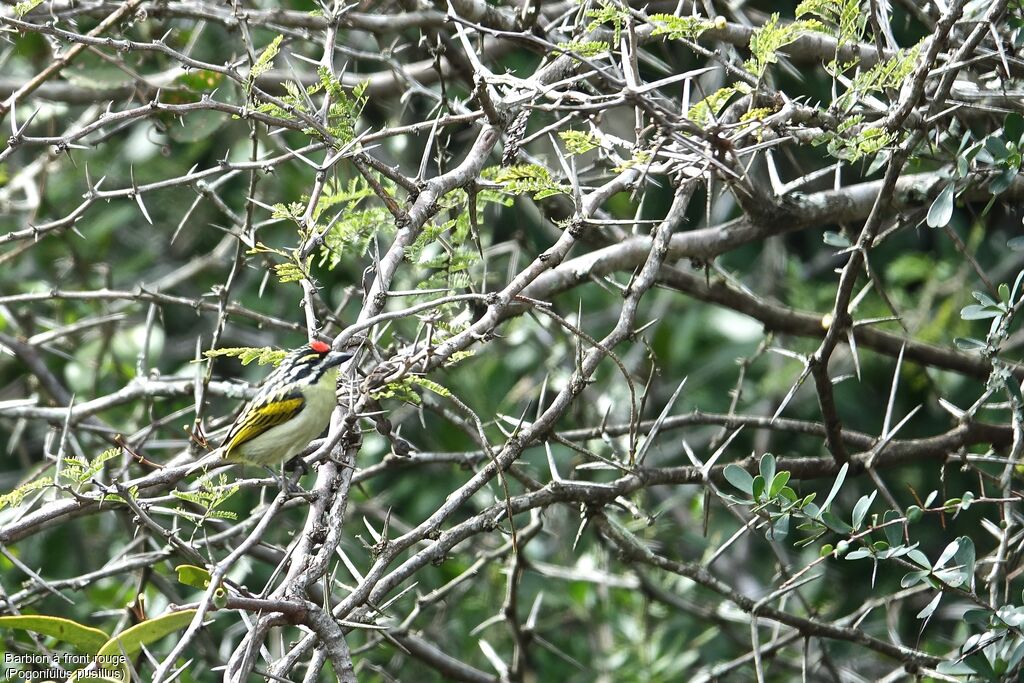 Southern Red-fronted Tinkerbird