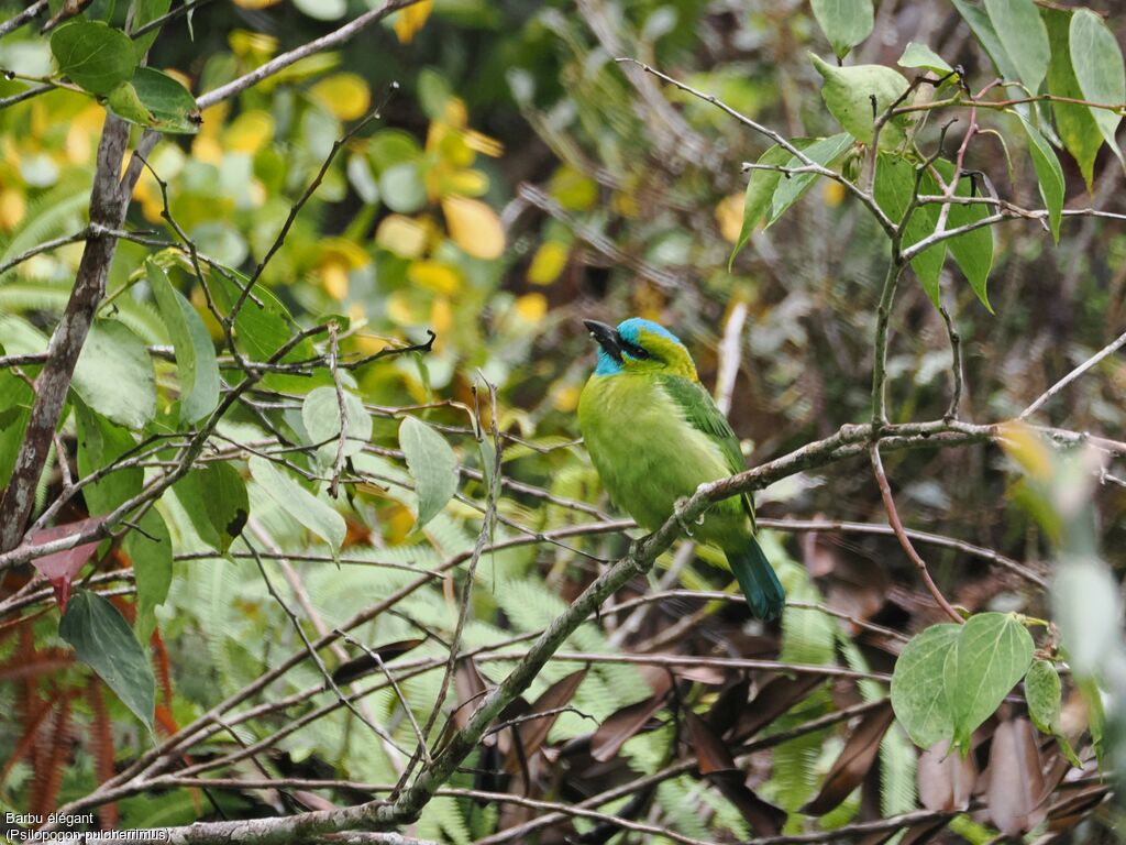 Barbu élégant