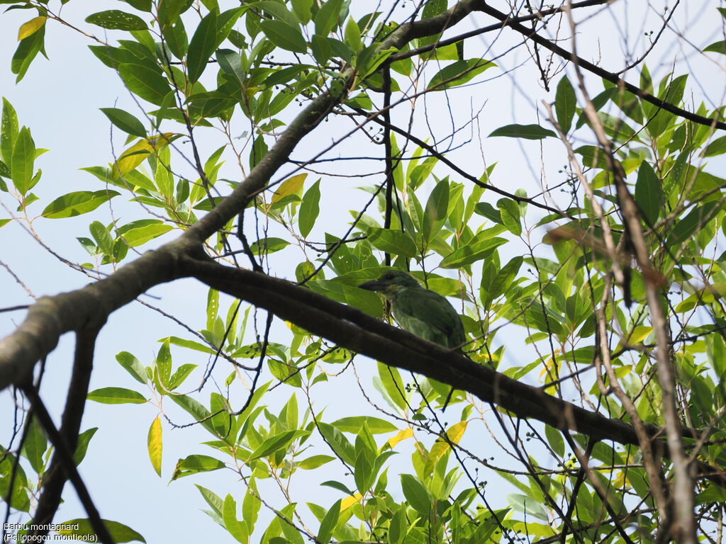 Barbu montagnard