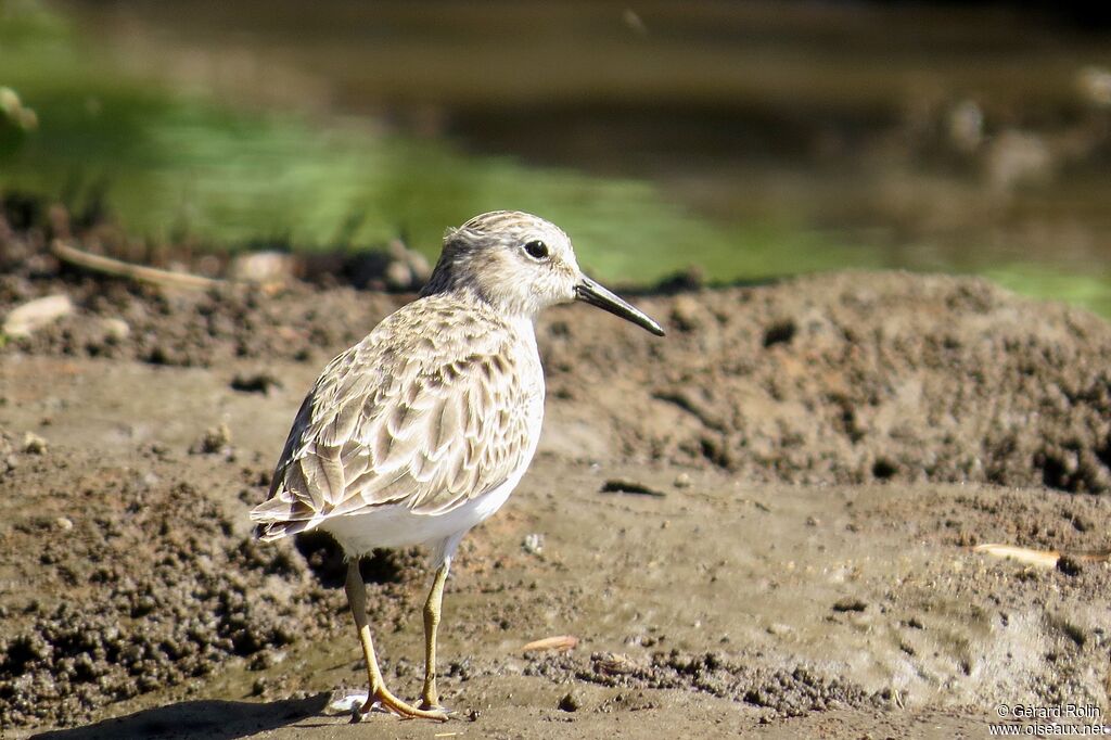Least Sandpiper