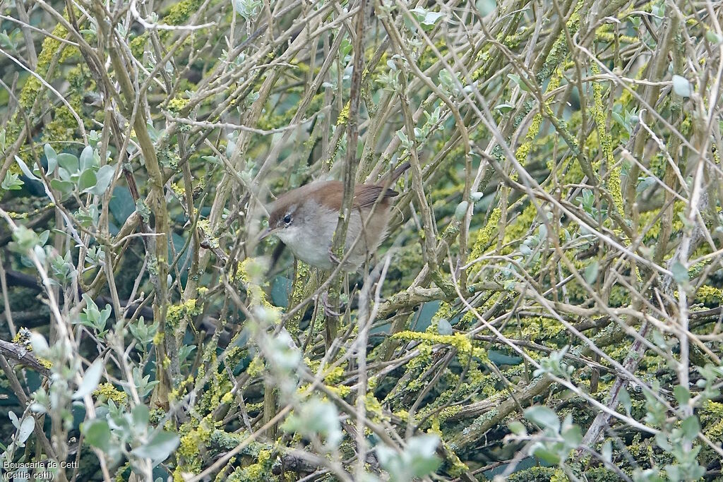 Bouscarle de Cetti