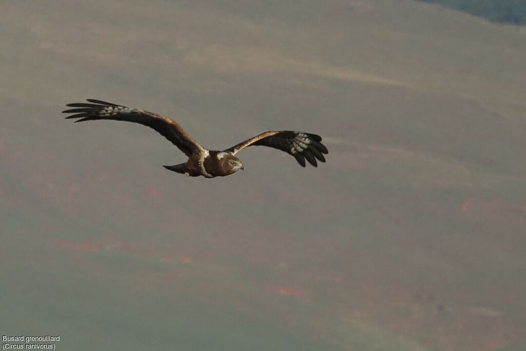 African Marsh Harrierjuvenile