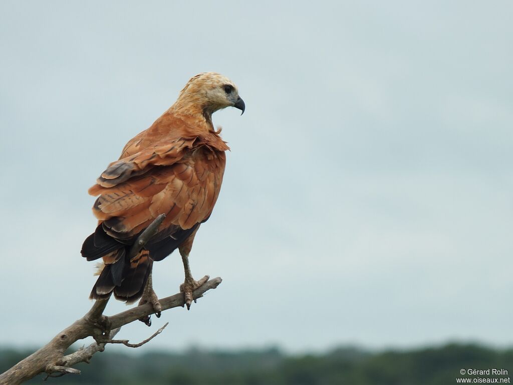 Black-collared Hawk