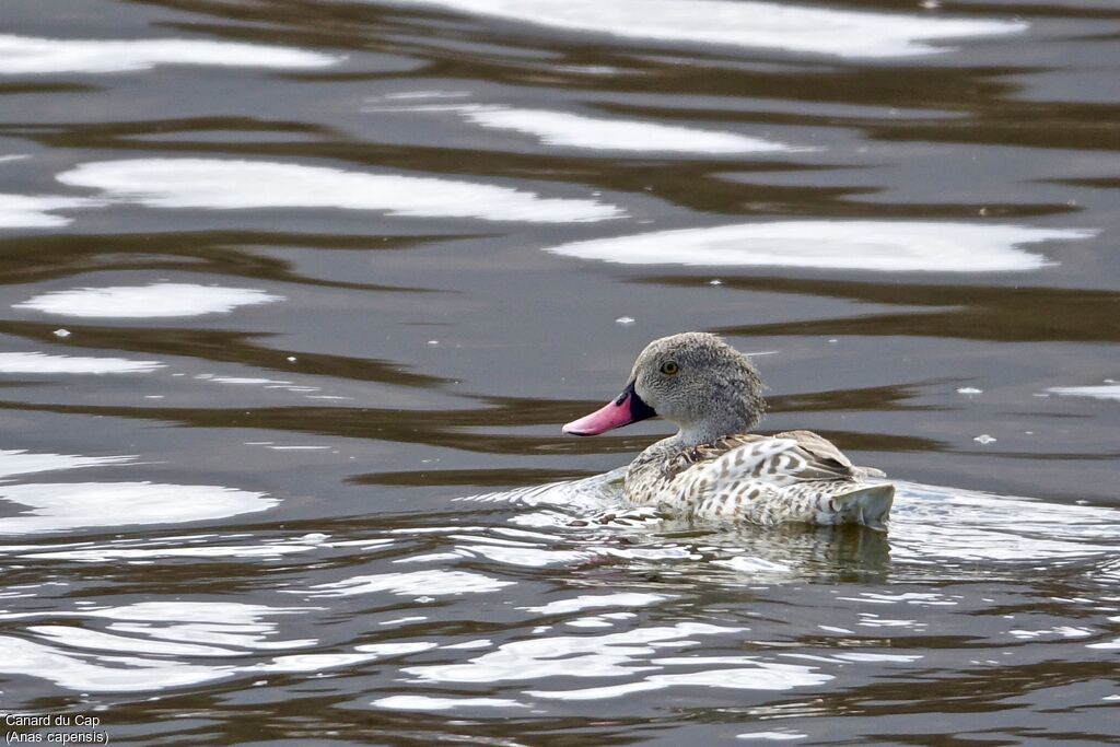 Cape Teal