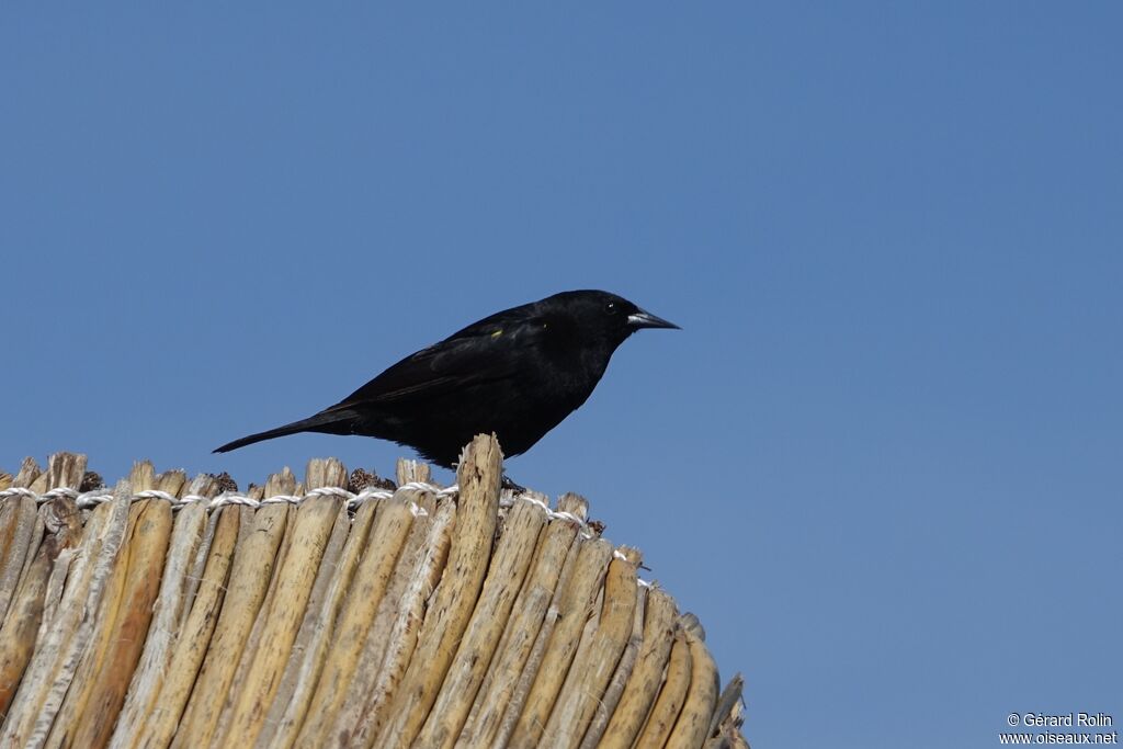 Yellow-winged Blackbird
