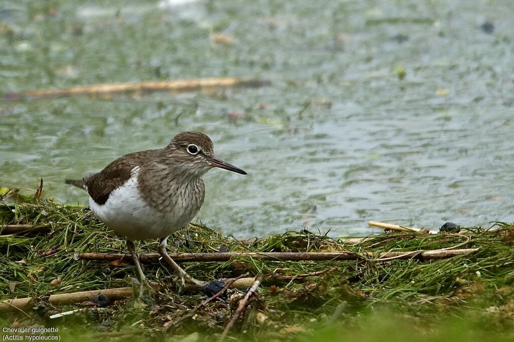 Common Sandpiper