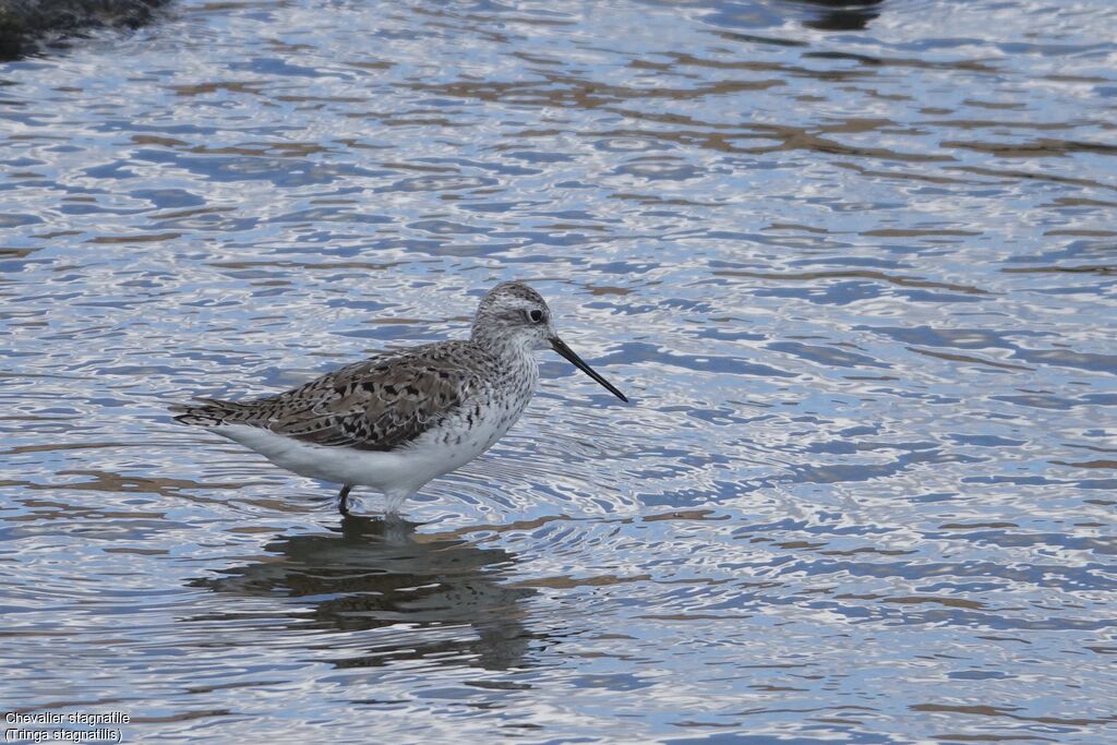 Marsh Sandpiper