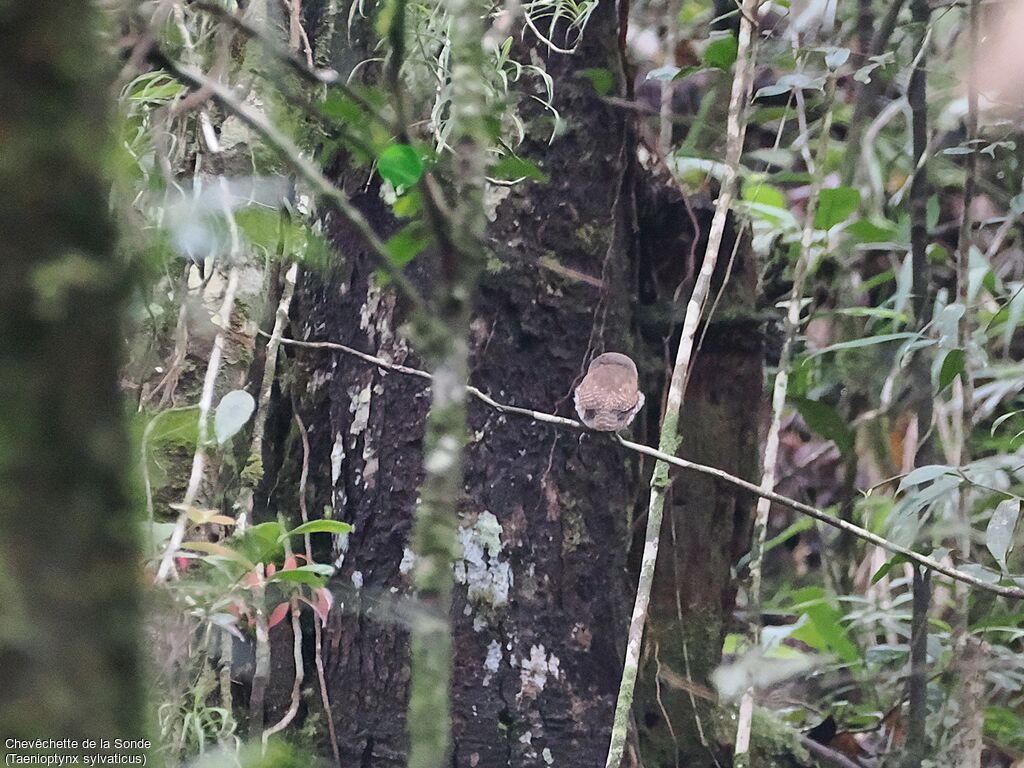 Sunda Owlet