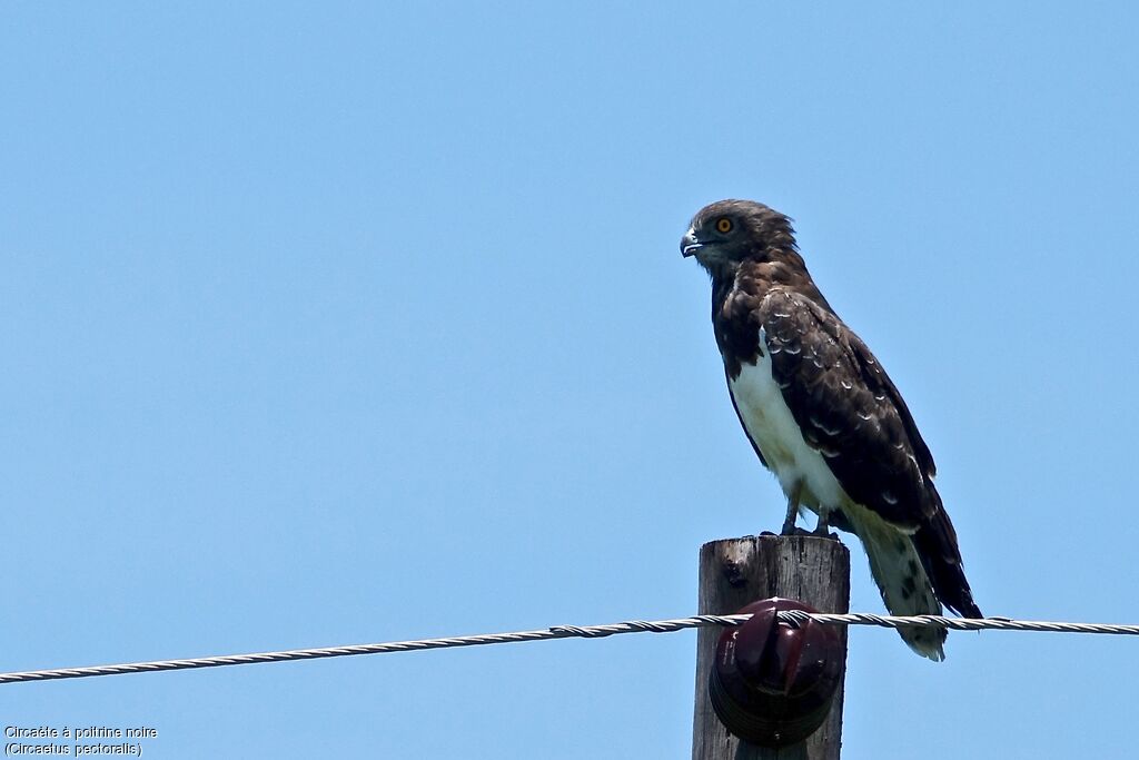 Black-chested Snake Eagle