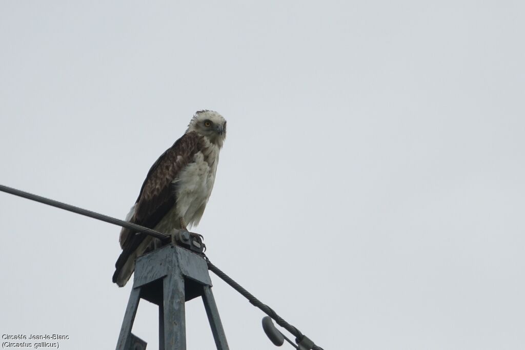 Short-toed Snake Eagle