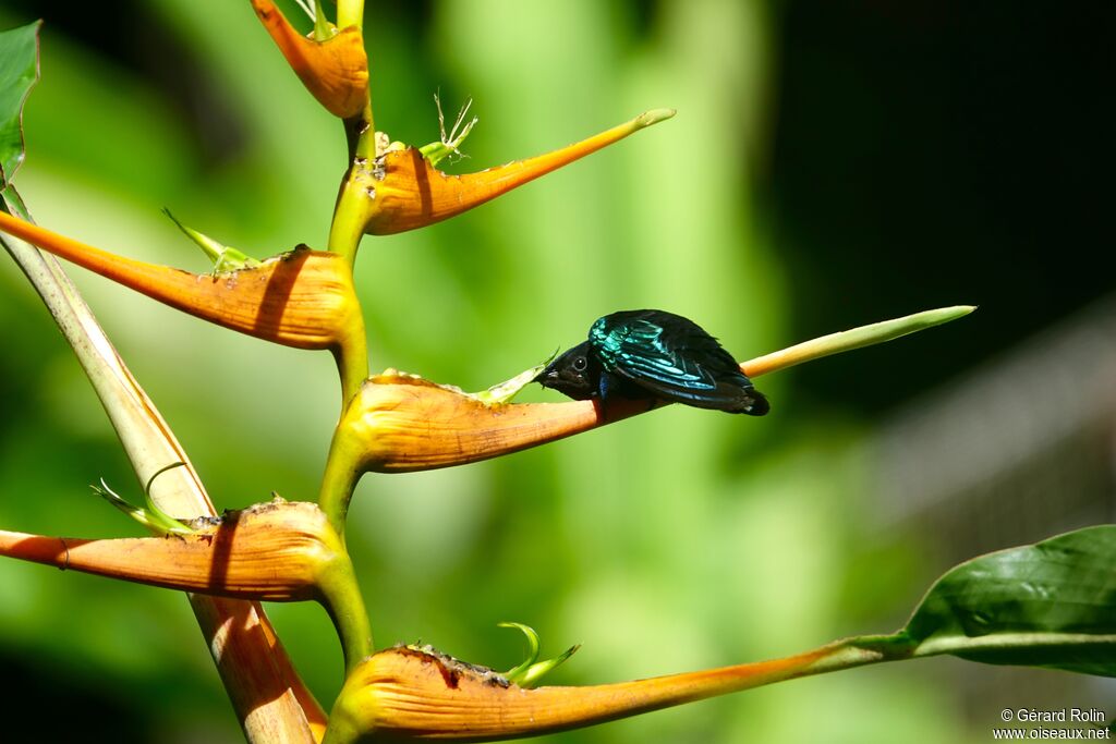 Colibri madère