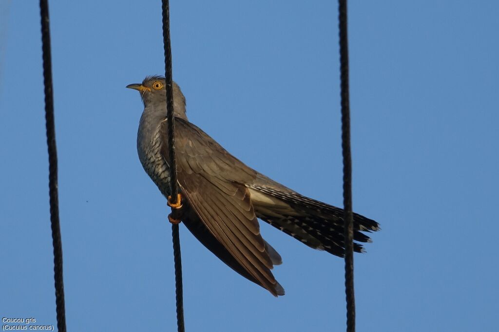 Common Cuckoo