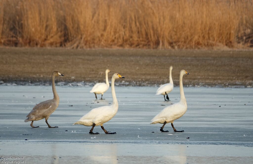 Whooper Swan