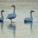 Cygne de Bewick