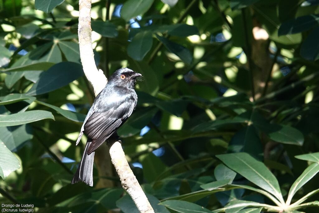 Drongo de Ludwig
