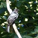 Drongo de Ludwig