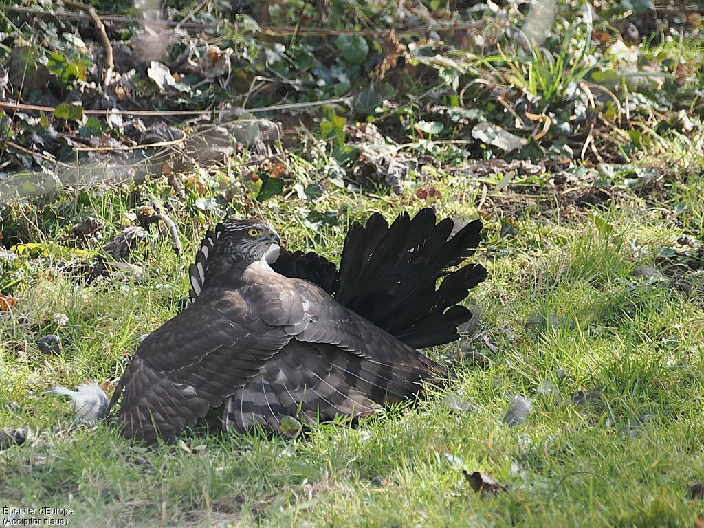 Épervier d'Europe femelle