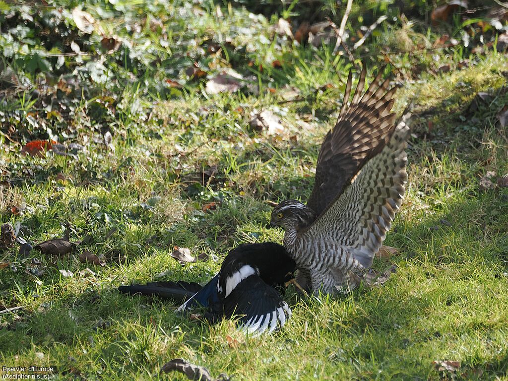 Épervier d'Europe