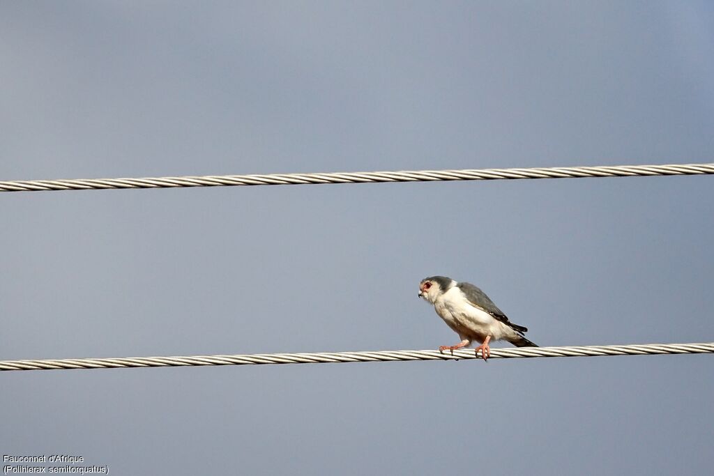 Pygmy Falcon