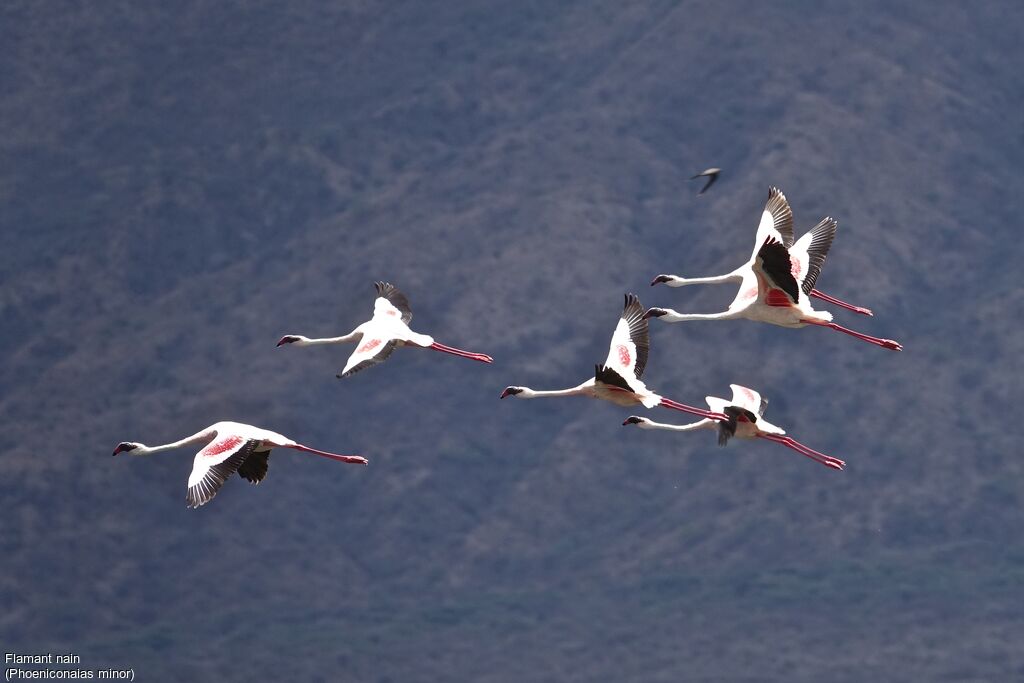Lesser Flamingo