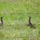 Francolin à ailes grises