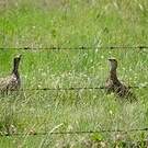Francolin à ailes grises