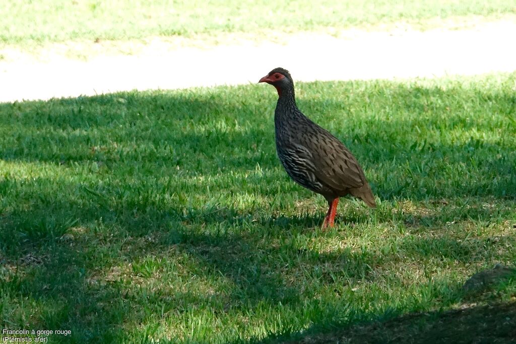 Francolin à gorge rouge