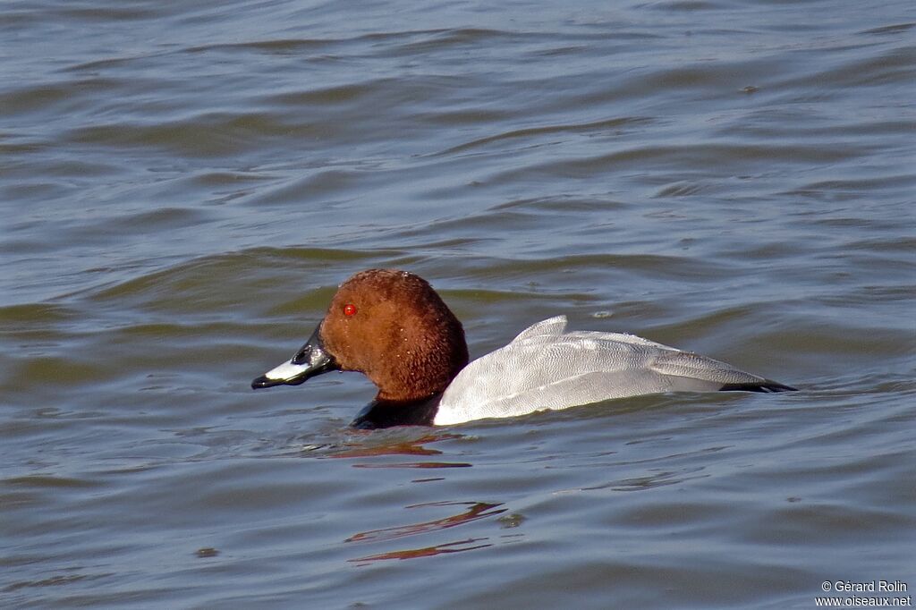 Common Pochard