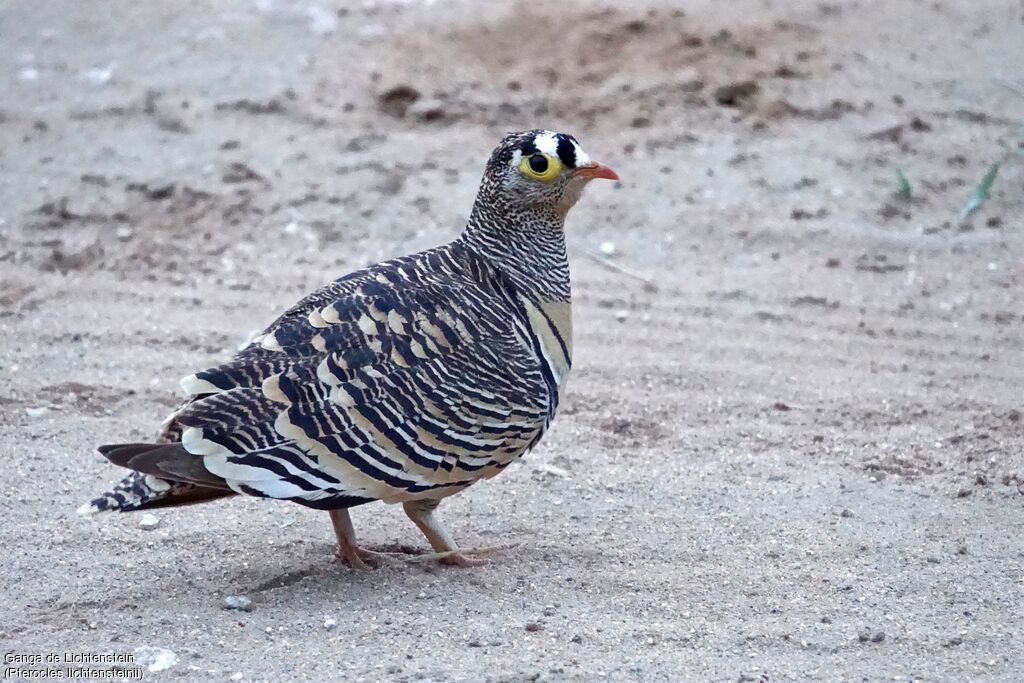 Lichtenstein's Sandgrouse male adult