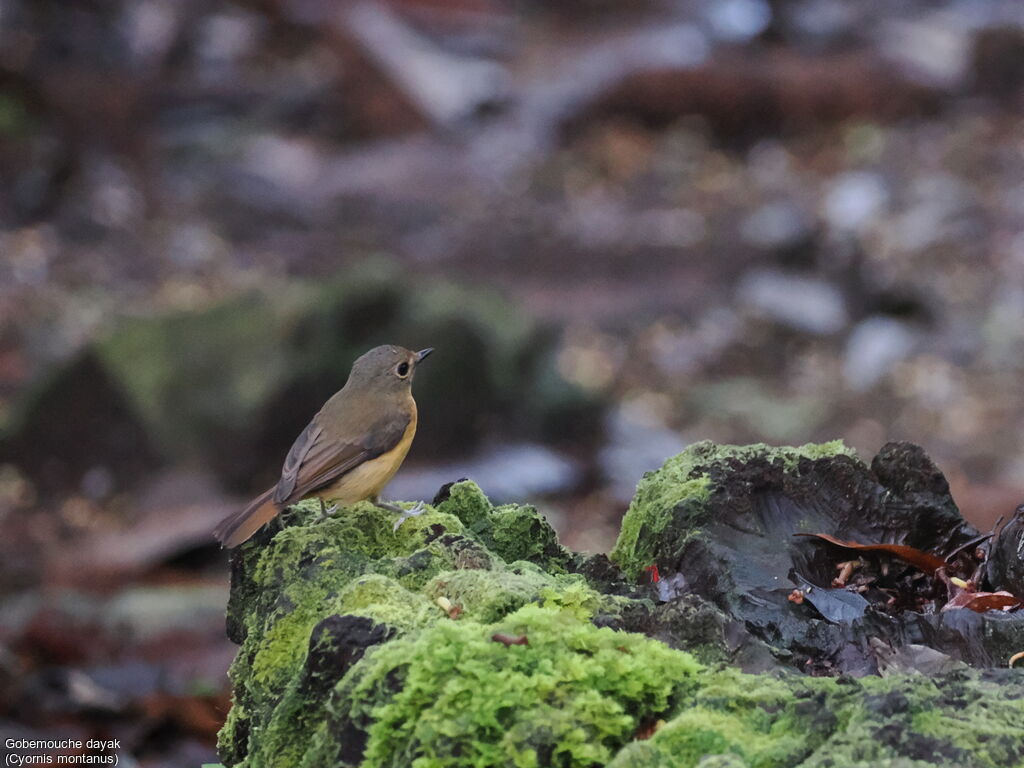 Dayak Blue Flycatcher female