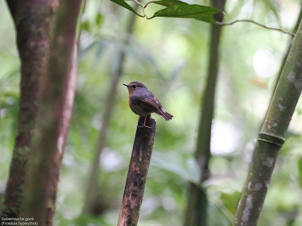 Snowy-browed Flycatcher
