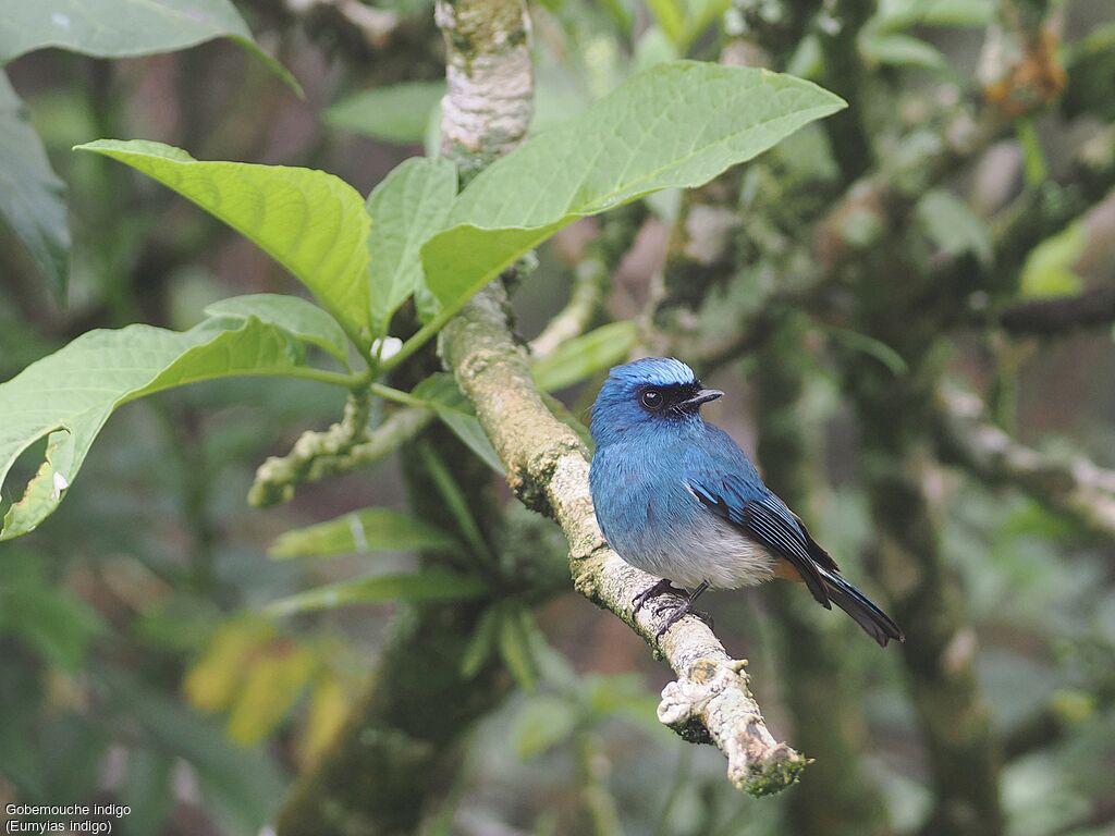 Indigo Flycatcher