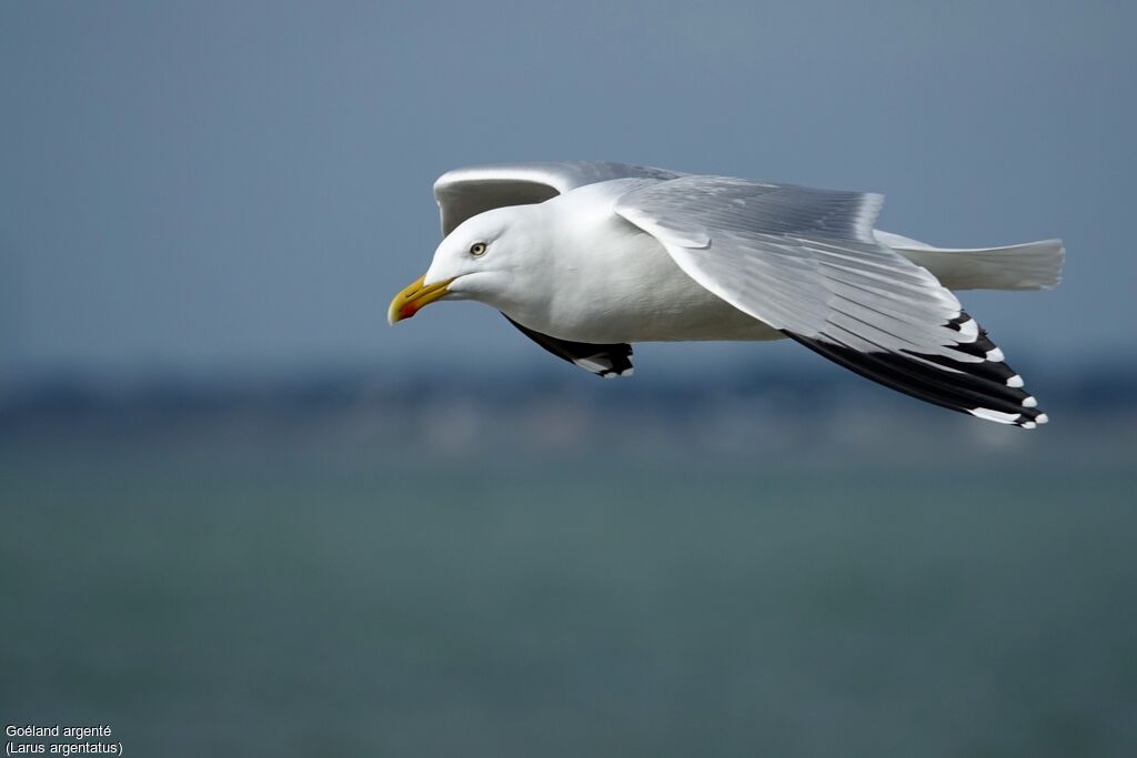 European Herring Gulladult