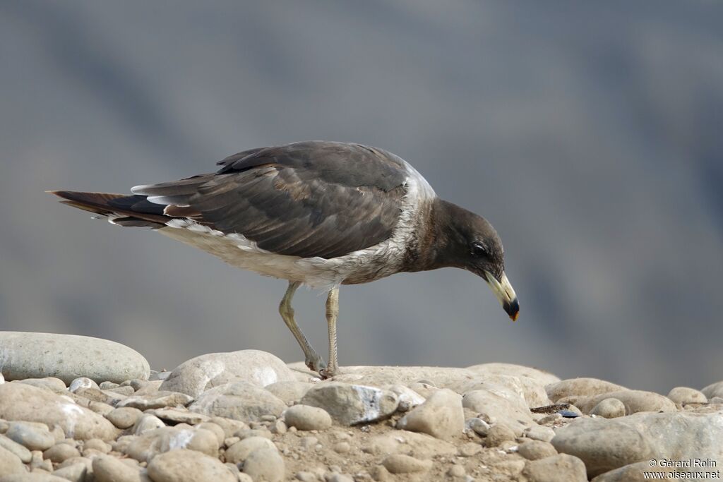 Belcher's Gull
