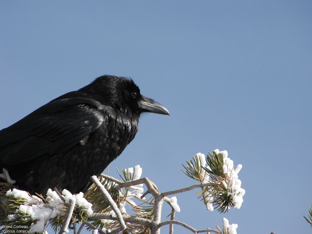 Northern Raven