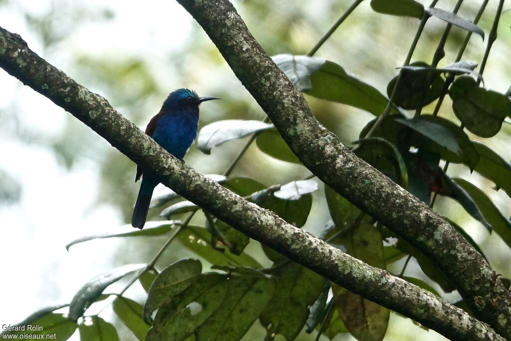 Guêpier à tête bleueadulte, habitat