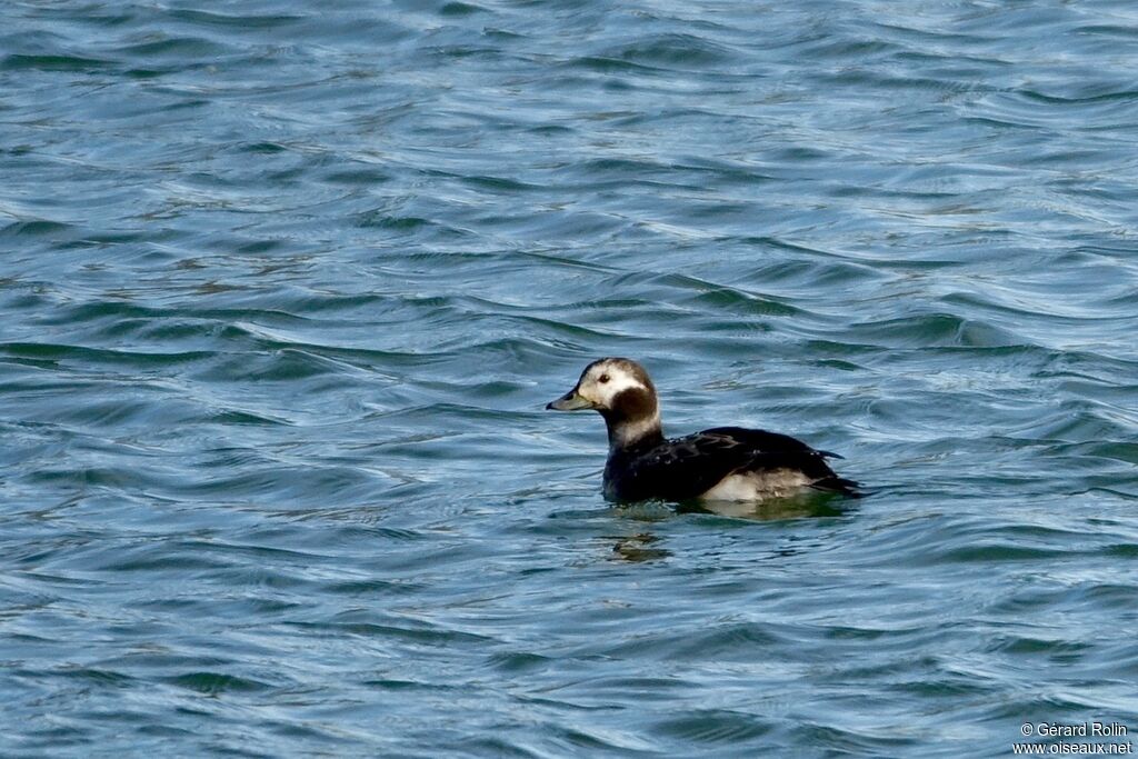 Long-tailed Duck