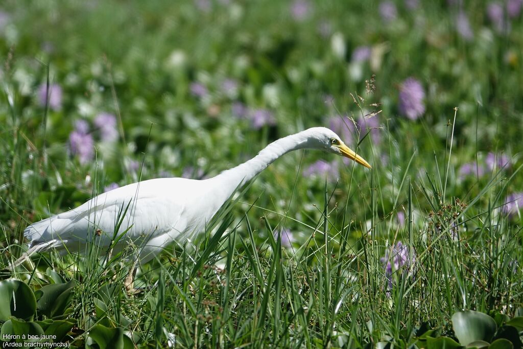 Yellow-billed Egret