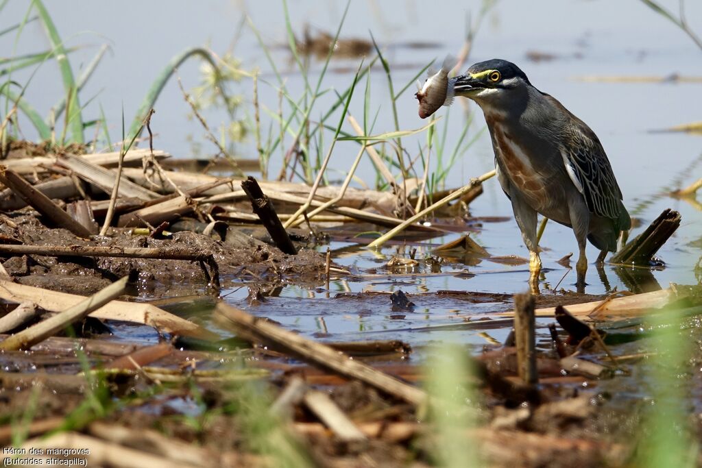 Héron des mangroves