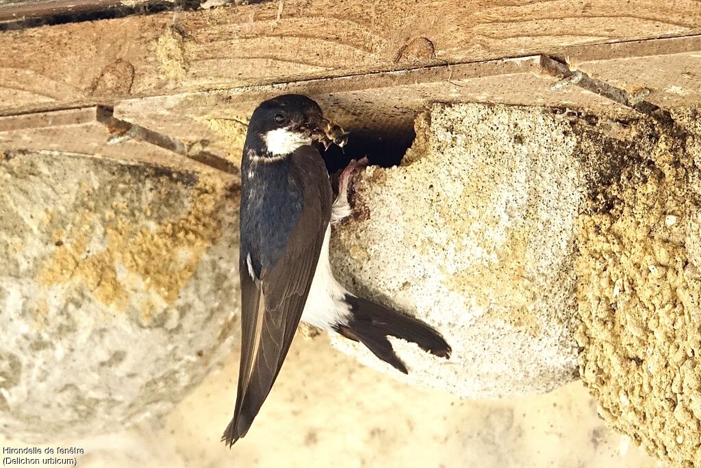 Western House Martin