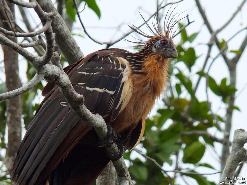 Hoatzin