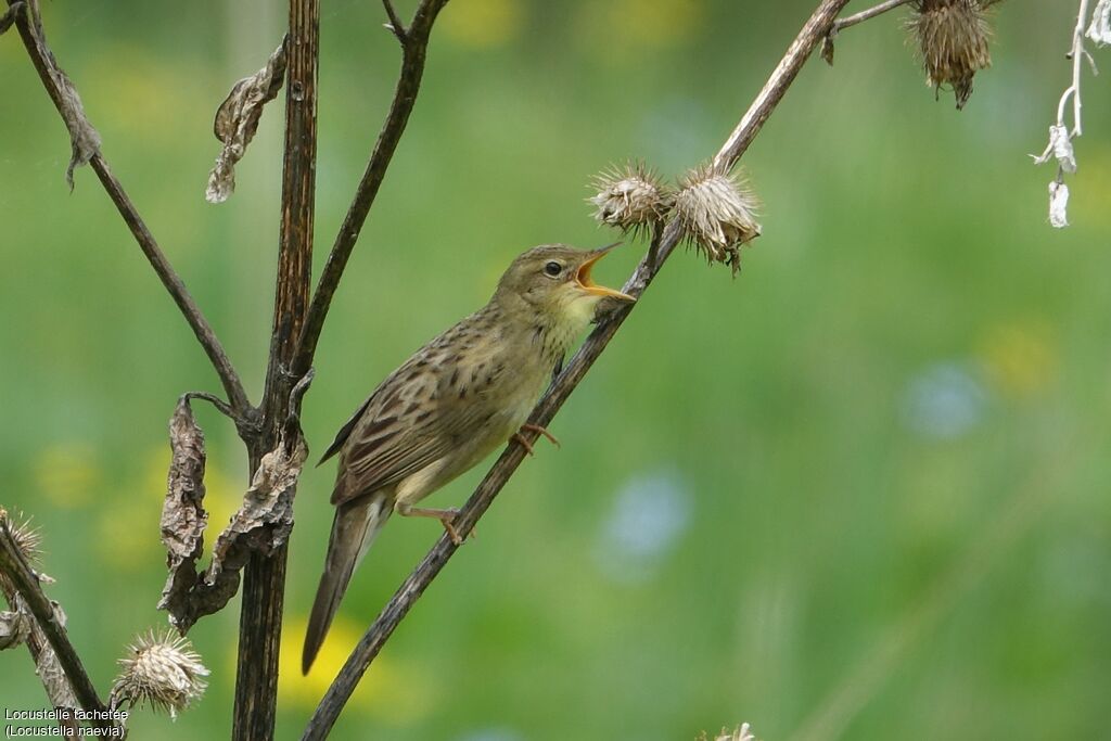 Common Grasshopper Warbler