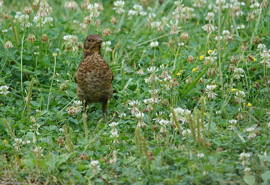 Common Blackbird